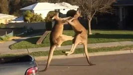 Roo3.webp