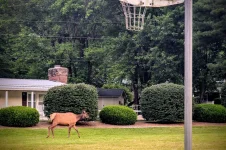 22-elk.webp